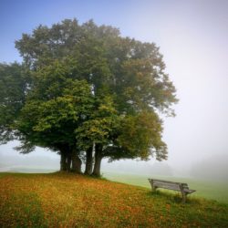 Das Immunsystem – Schlüssel zu unserer Gesundheit