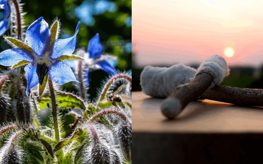 Kräuterführung und schamanische Reise