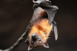 Krafttier Fledermaus