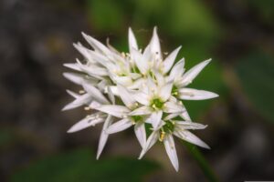 Bärlauchblüte